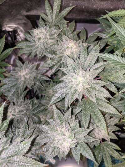 Is the GMO Cookies Clone from Dark Heart Nursery Authentic?