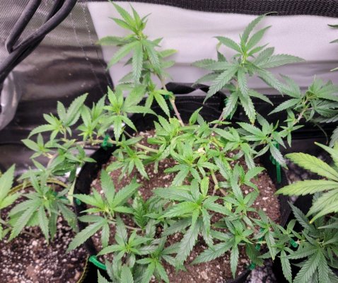 Monster cropped plants 3 leaf growth normal ?