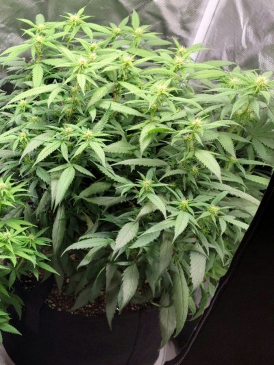 Monster cropped plants 3 leaf growth normal ?