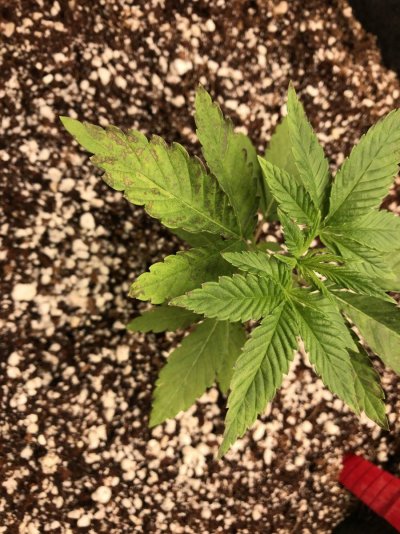 Whats wrong with my first grow