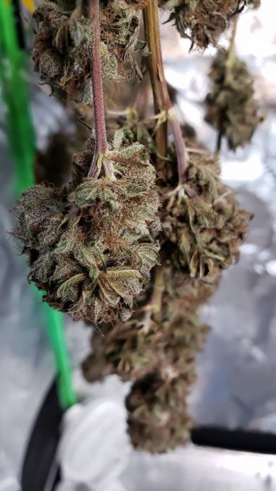 GalaxysEdge Grow Diary (First Grow)