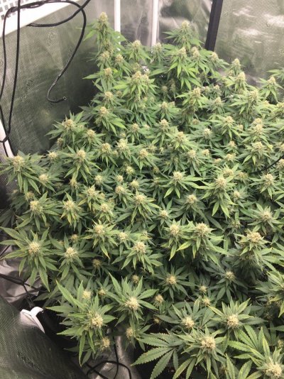 Flower time with CO2 use