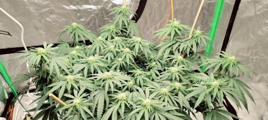 Help!!! Week 4 of flower. Split stock at the Y