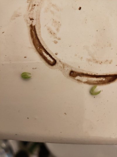 The First Coco Grow of Many (Hopefully)