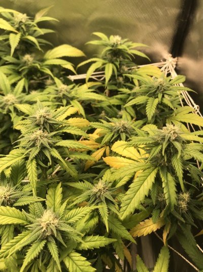 Everyday new dead or yellowing leaves 3 weeks into flower