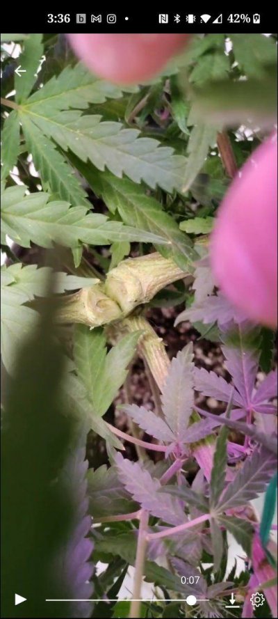 Cannabis plant. Day 31 flower(week 4). Split the stock at the Y. Helppp!!!