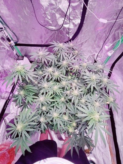 Cannabis plant. Day 31 flower(week 4). Split the stock at the Y. Helppp!!!