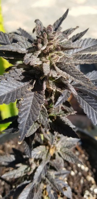 black-plant-and-stunt-growth-2.jpg