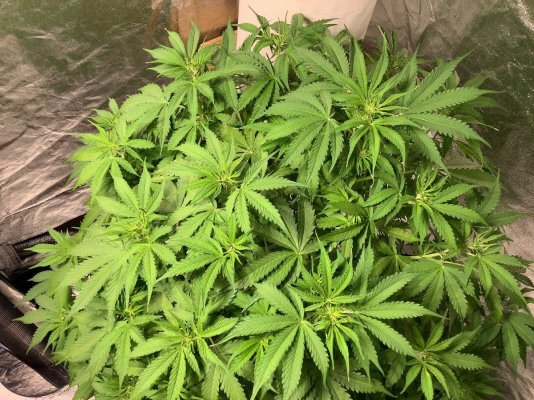 Props and Crops
