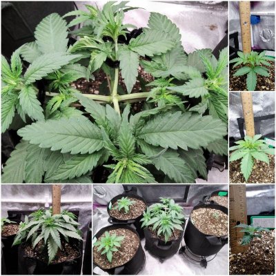 SF1000 goes Organic in our 2x4