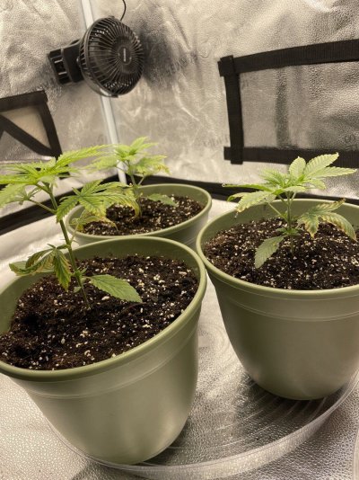 possible-nute-burn-or-deficiencyplants-may-die-looking-for-help-5.jpg