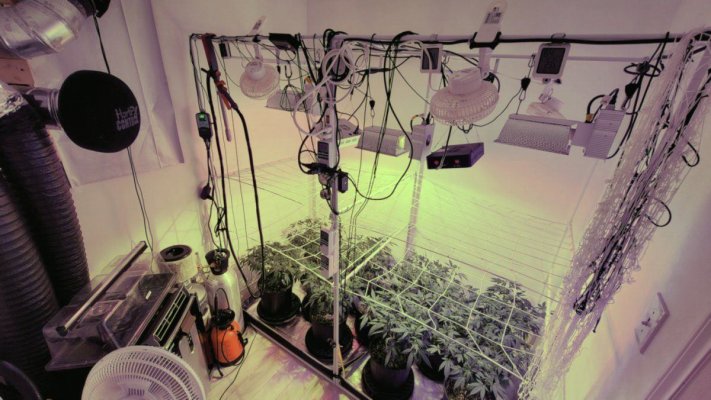 Help me plan a high-end second grow