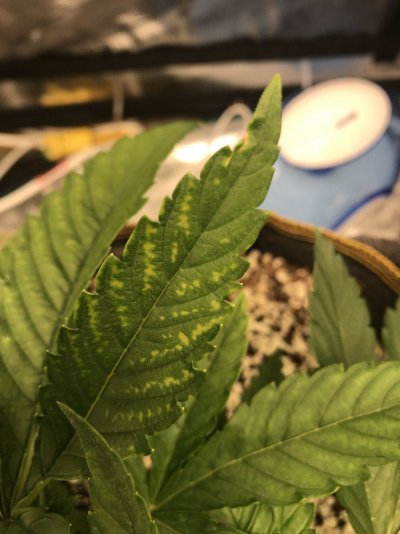 Spots/ yellowing on top leaves, see pics.