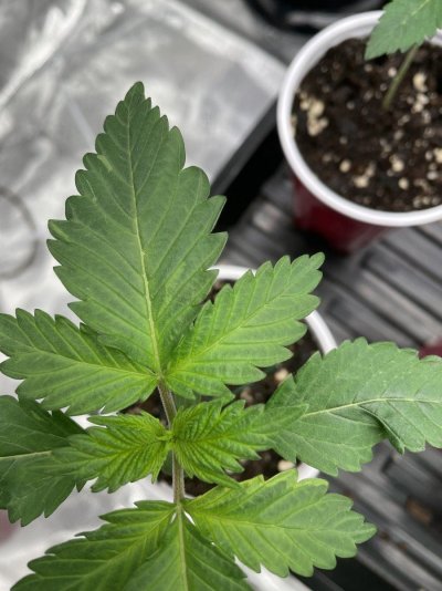 weird-color-on-seedling-leaves-4.jpeg