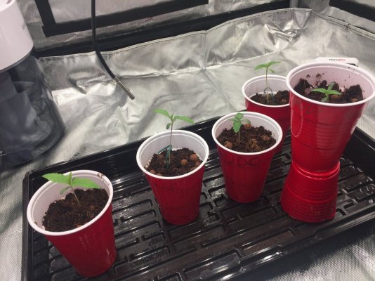 **First Grow** Journal (PUDC & Sour Power) with the Spider Farmer SE5000