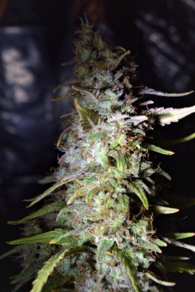 Beza's Cob Closet w/Blurple and Florescent
