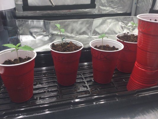 **First Grow** Journal (PUDC & Sour Power) with the Spider Farmer SE5000