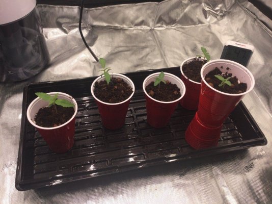 **First Grow** Journal (PUDC & Sour Power) with the Spider Farmer SE5000