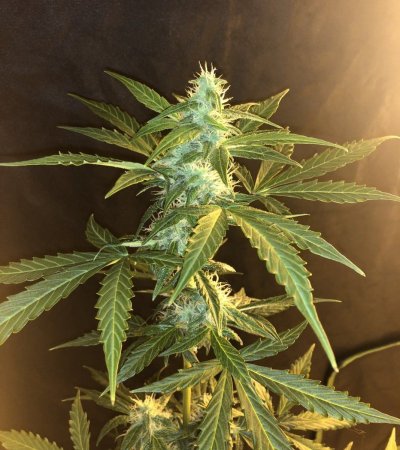 LSD