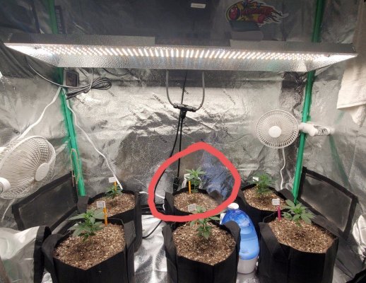 stretching--yellow-tips-curling-tips-on-1-of-6-plants.jpg