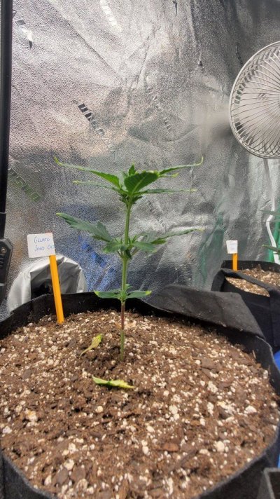 stretching--yellow-tips-curling-tips-on-1-of-6-plants-4.jpg