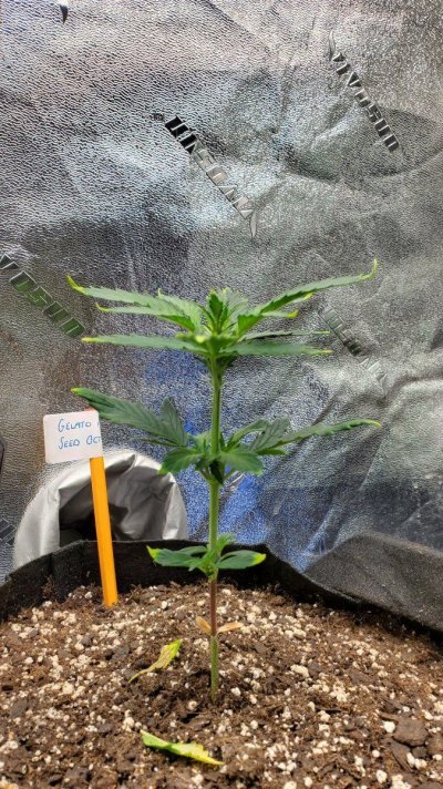 stretching--yellow-tips-curling-tips-on-1-of-6-plants-7.jpg