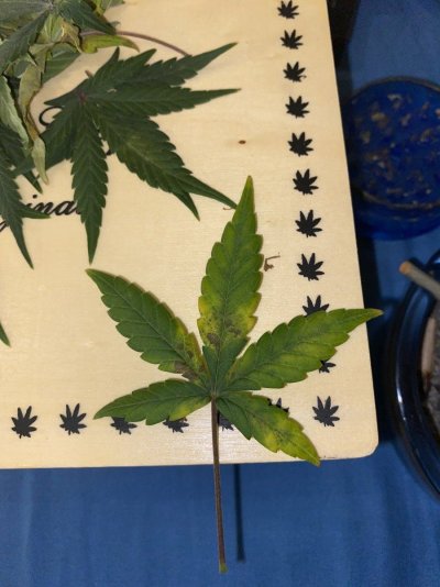 Deficiency problem I need help
