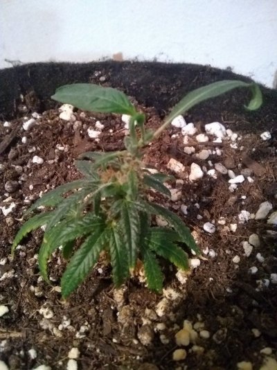 lets-see-your-reveg-plant.jpg