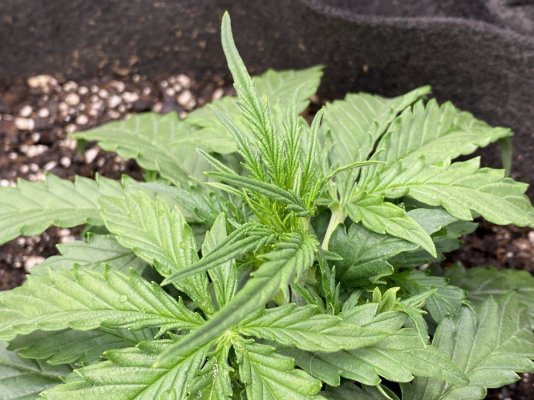 first-time-grower---is-this-girl-flowering-at-16-days-3.jpeg