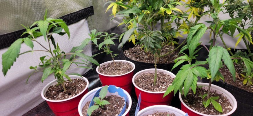 Lets see your reveg plant