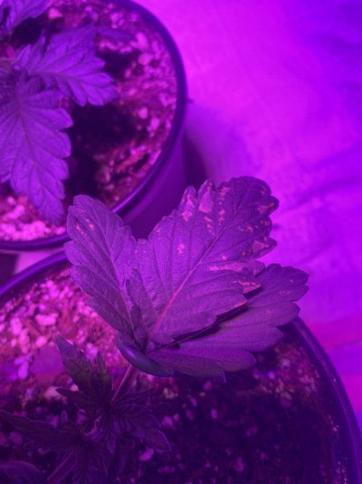 yellow-spots-formed-on-leaves.jpeg