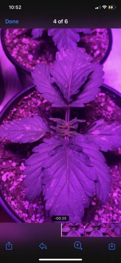 yellow-spots-formed-on-leaves-2.jpeg