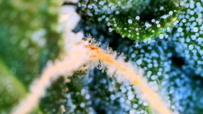 Can someone take a look at my trichs and help me out?