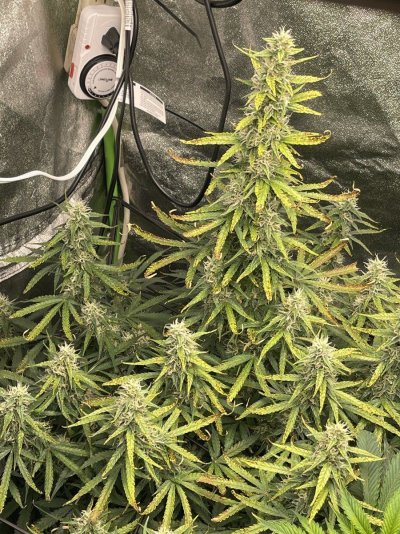 Can someone take a look at my trichs and help me out?