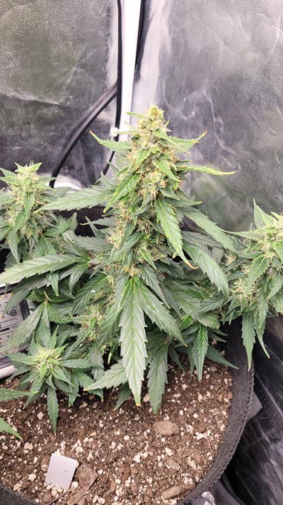 Auto fem seeds