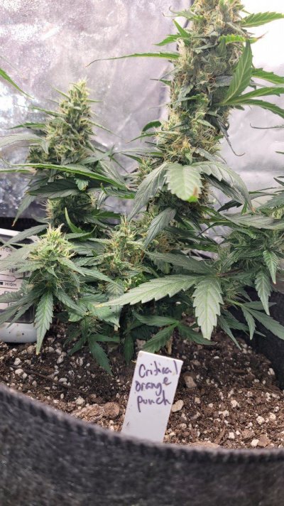 Auto fem seeds
