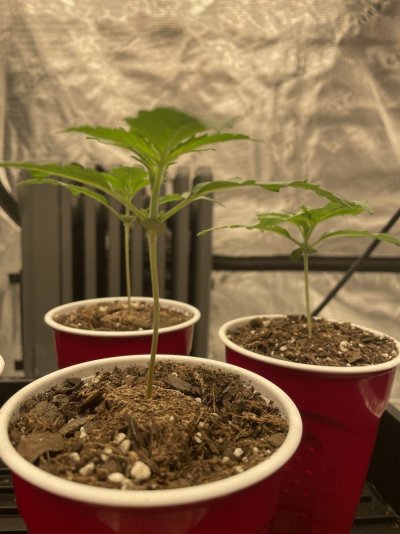 First grow, first diary. We are In Utero.