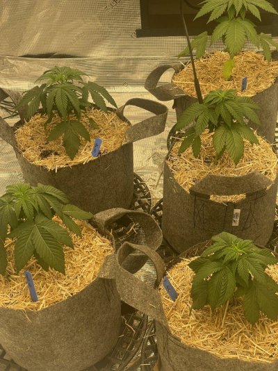 First grow, first diary. We are In Utero.