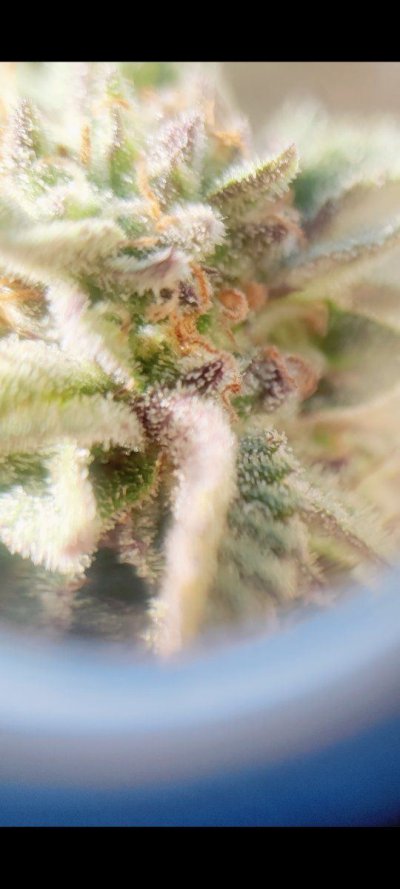 Screenshot_20211206-110123.jpg