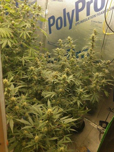 Auto fem seeds