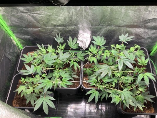 LST/SCROG when to flip to 12/12