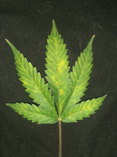 Deficiency or lockout im lost?