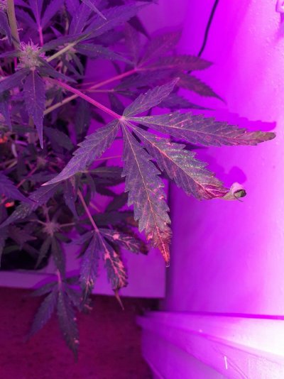 Deficiency or lockout im lost?