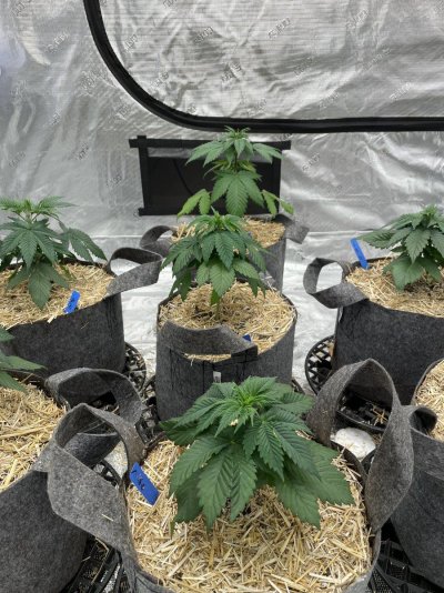First grow, first diary. We are In Utero.
