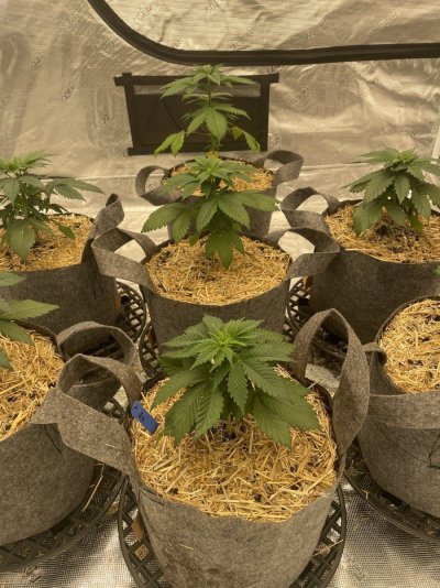 First grow, first diary. We are In Utero.