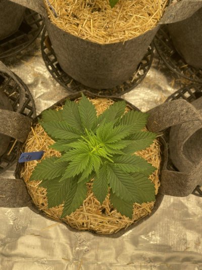 First grow, first diary. We are In Utero.