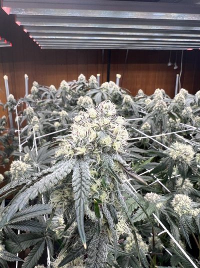 One day till week 6 of flower