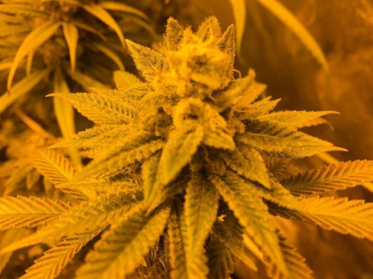 Free Fem seeds for 5 Canadian growmies.
