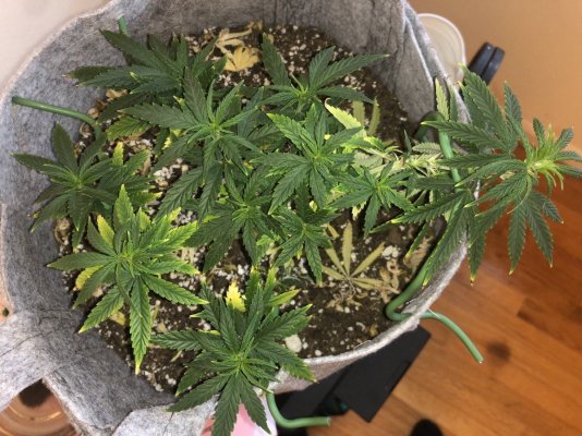 should-i-flip-to-flower-soon-2.jpeg
