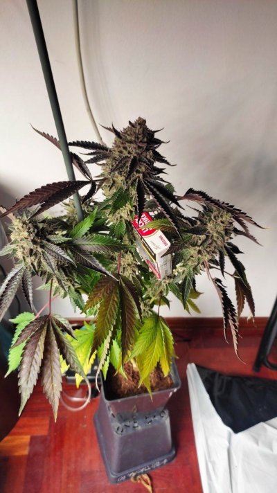 Can u identify if its the Jbeezy Cut (Wedding Cake)